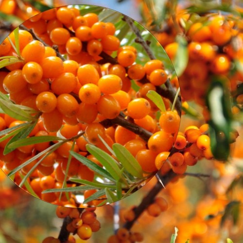 Hippophae rhamnoides 'Moskvichka' - Harilik astelpaju 'Moskvichka' C1/1L